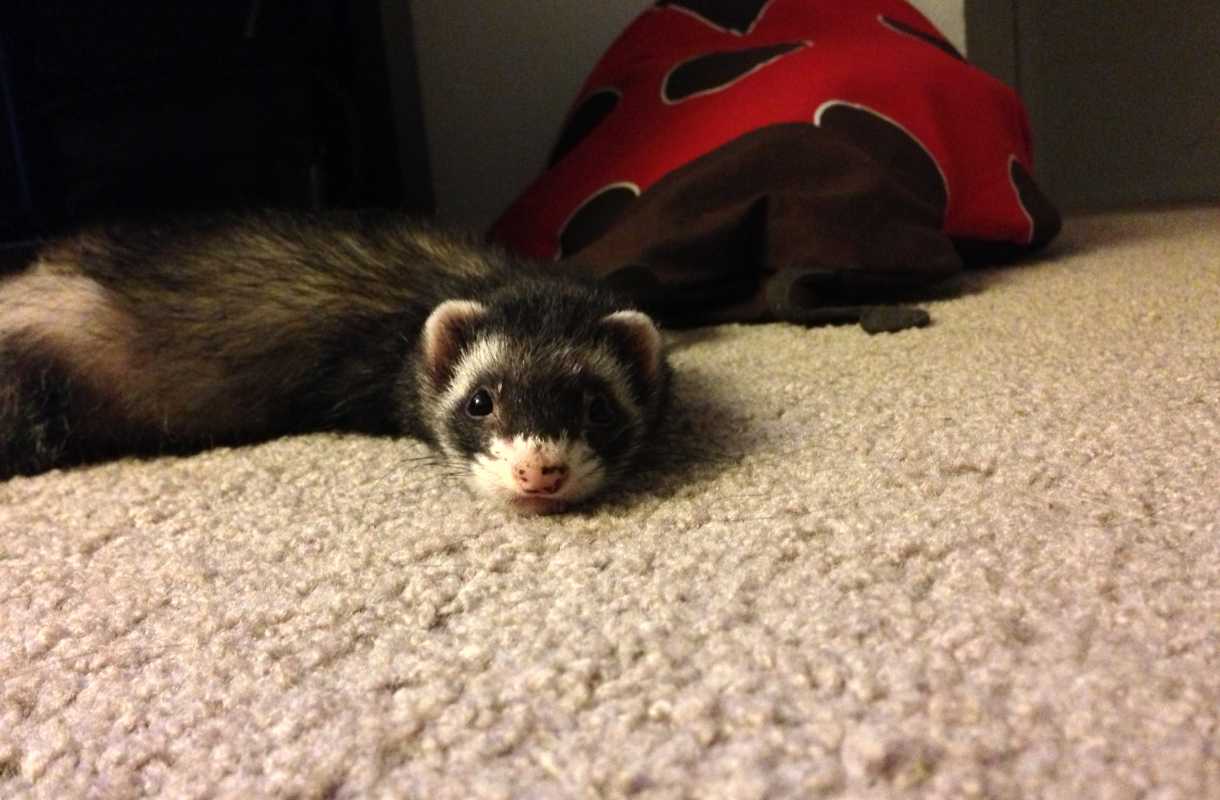 adoption furet