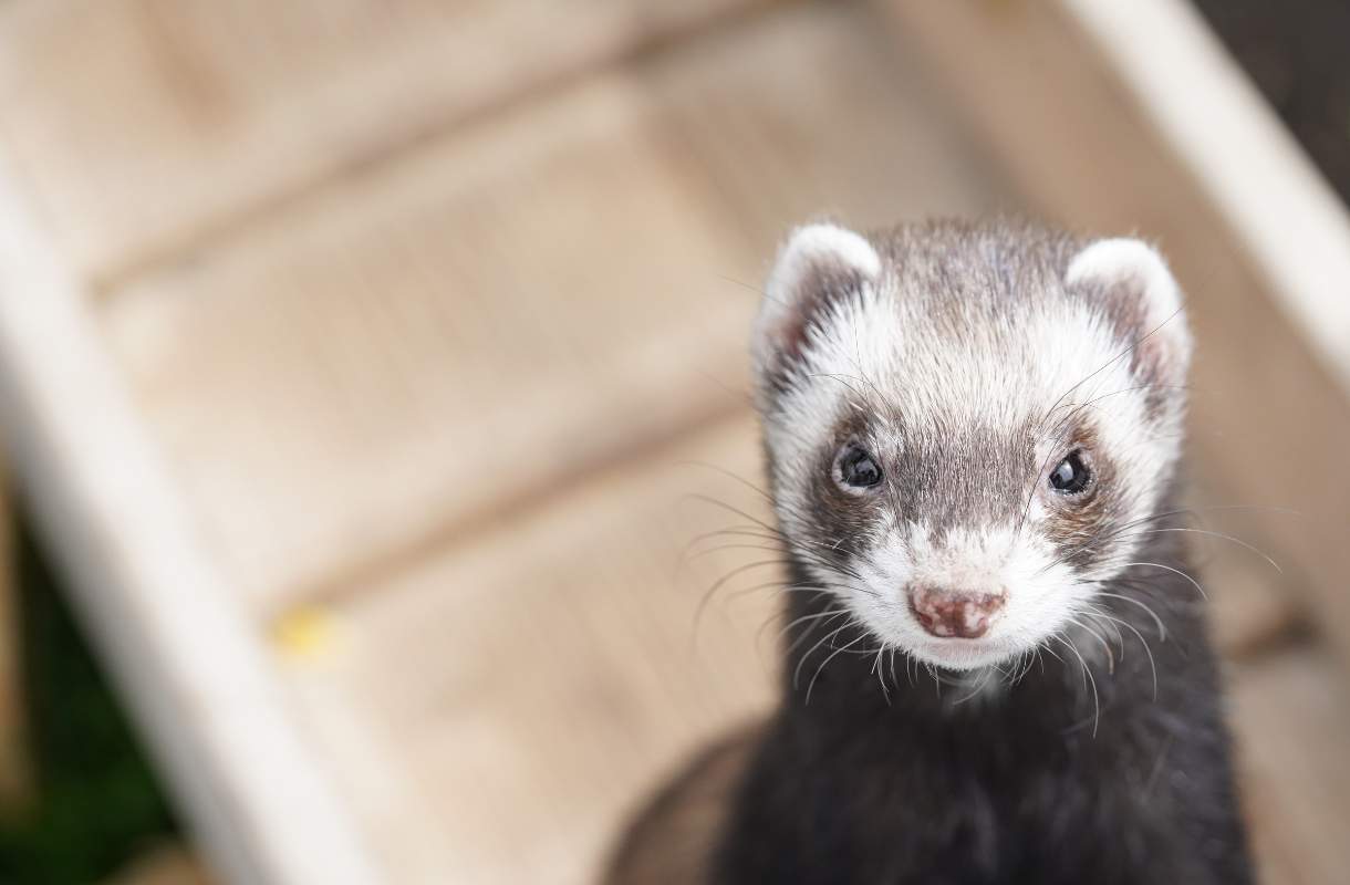 Combien coûte un furet