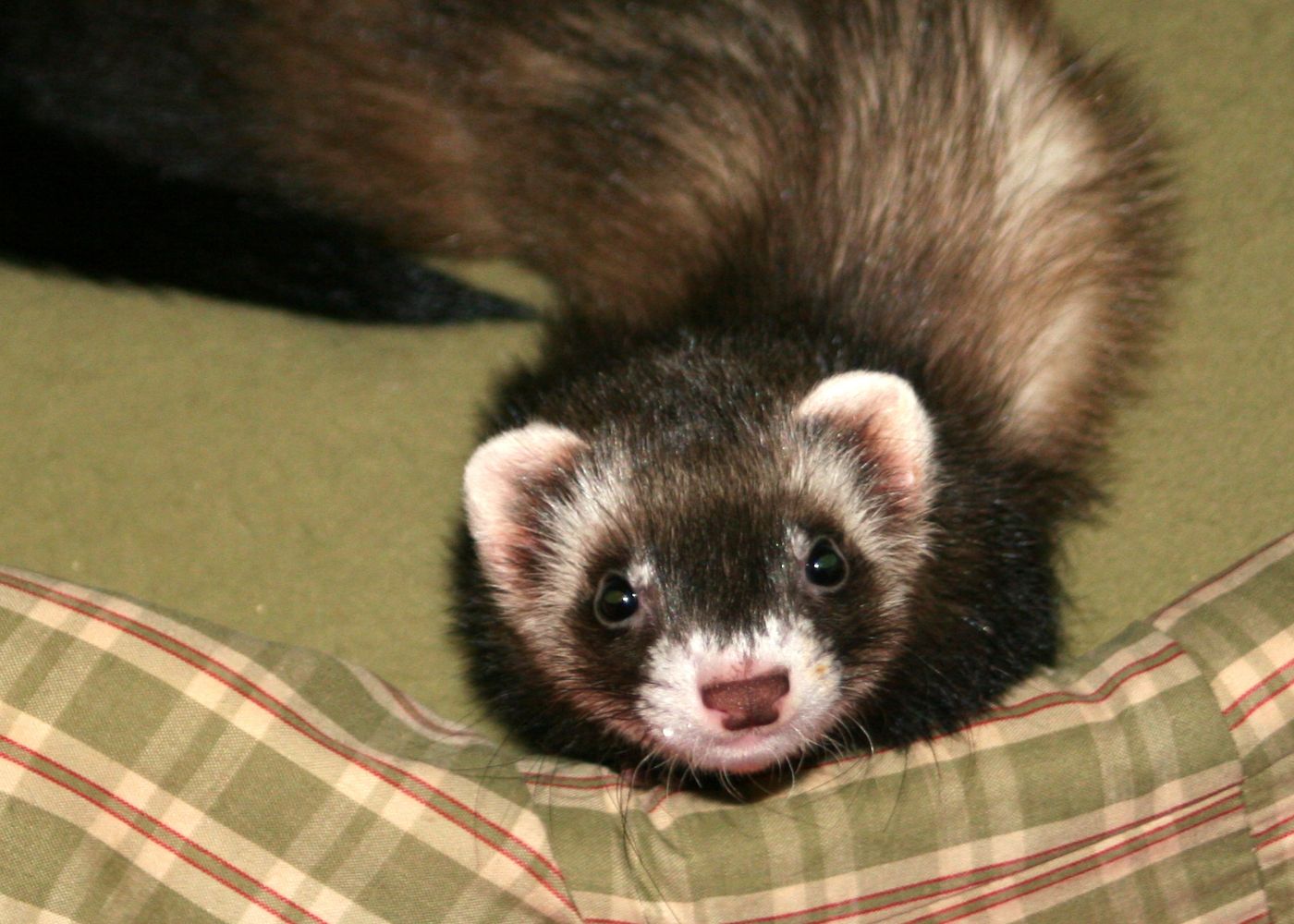 croquette furet