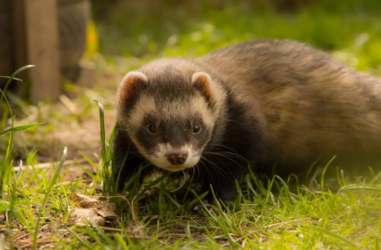 croquettes furet temps