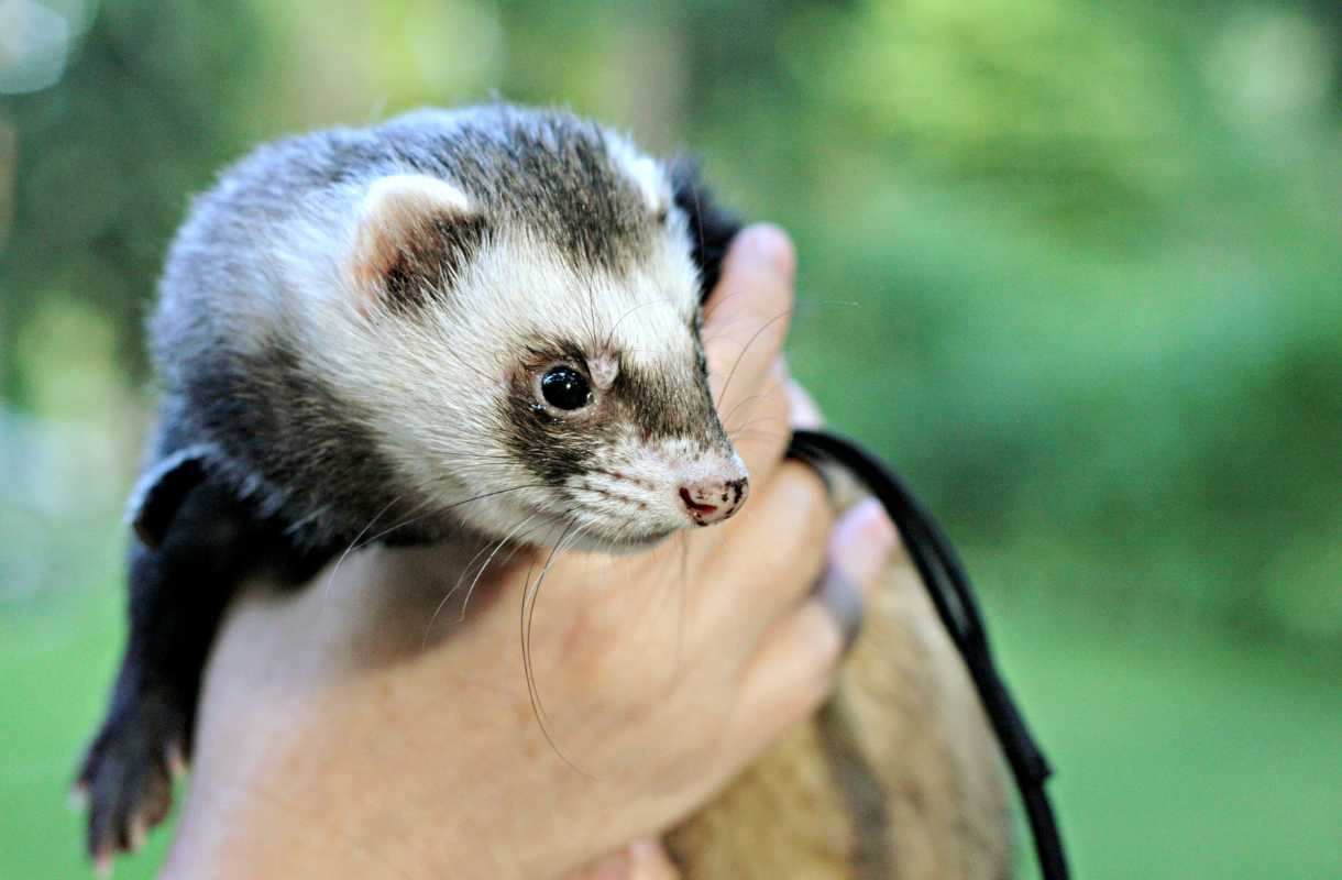 furet qui leche