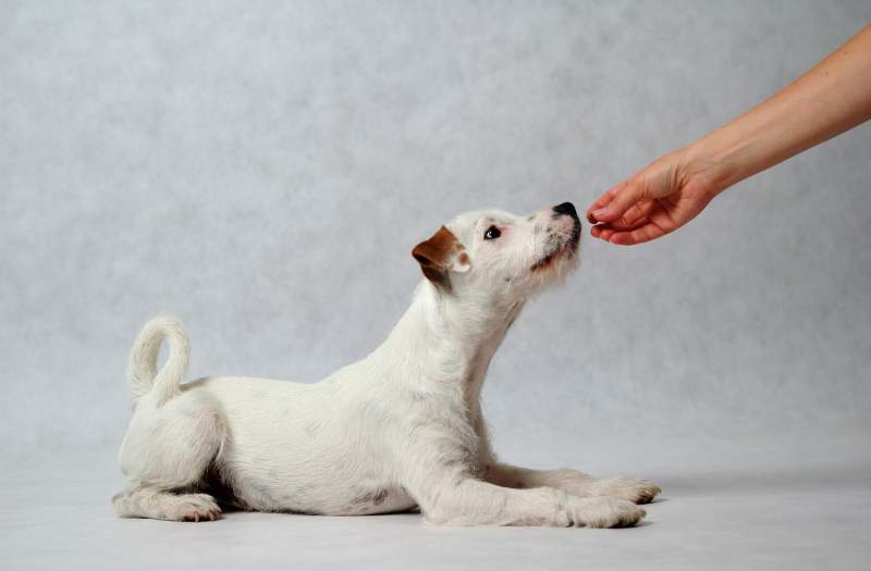 nourrir chien