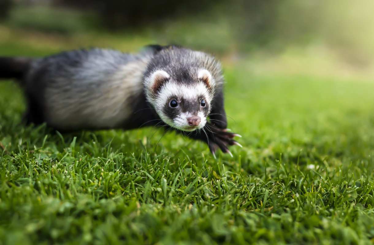 que mange un furet