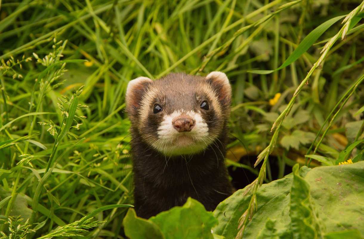 soccuper dun furet