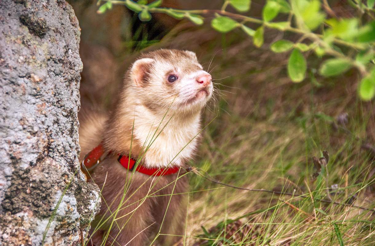 temps nourriture furet